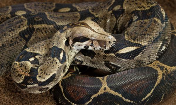Typer ikke -giftige slanger - Slanger av Boidae -familien: boaer eller boidoer