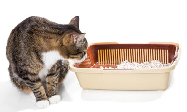 Lær en katt å bruke søppelboksen trinn for trinn - Hvis katten fremdeles ikke bruker søppelboksen ...
