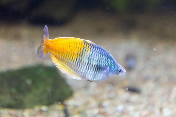 Guppy -kompatibel fisk - 3. Rainbow Fish