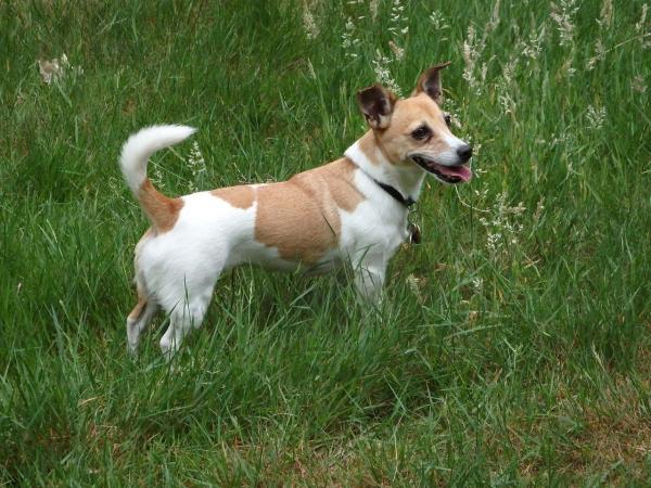 Flekkete hunderaser - 10. Jack russell terrier