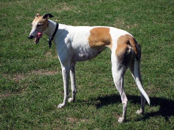 Flekkete hunderaser - 7. Engelsk Greyhound