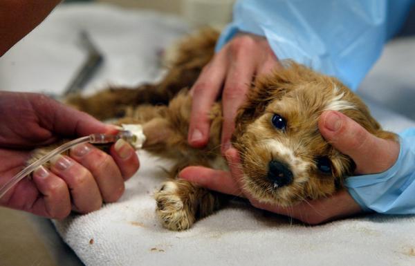 Enteritt hos hunder - symptomer og behandling - akutt smittsom enteritt hos hunder