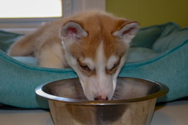 Fôring og omsorg for Siberian husky valp - Feeding the Siberian husky puppy