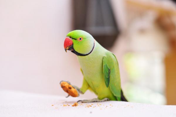 Frukt og grønnsaker for papegøyer - hvorfor vil ikke papegøyen min spise?