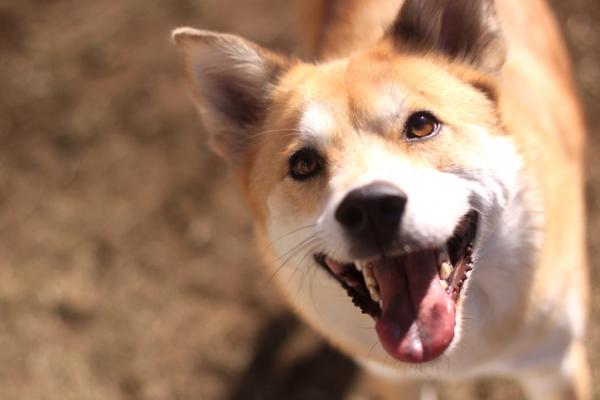 Hvordan vite hvor stor en hanky hund blir?  - Er det mulig å vite størrelsen på en mongrel hund?