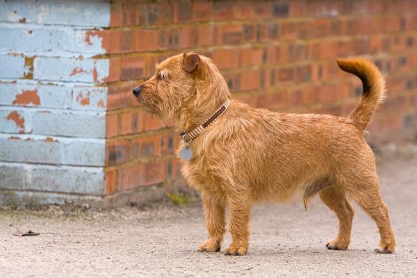 Hvordan vite hvor stor en hanky hund blir?  - Når skal en tyrhund slutte å vokse?