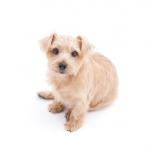 1630564051 255 Norfolk terrier