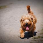 1630564051 693 Norfolk terrier