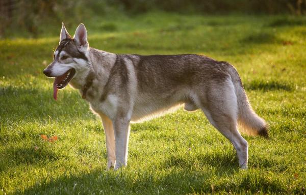 Hva du bør vite før du adopterer en nordlig inuit - Har du nok tid til å vie til hunden din?