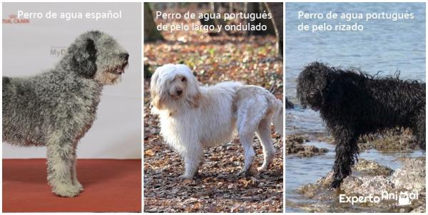 Forskjeller mellom en spansk vannhund og en portugiser - og hva er forskjellene mellom en spansk vannhund og en portugisisk?