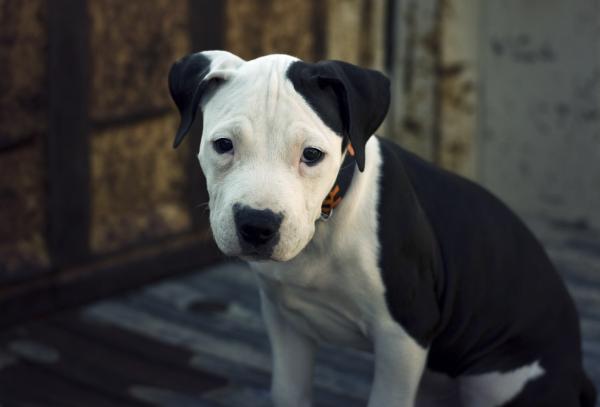 Vanlige sykdommer hos Pit Bull Terrier hunder - Hudsykdommer
