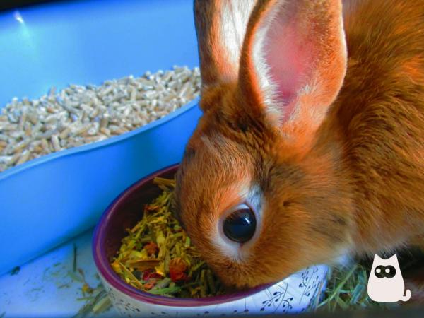 Hva spiser kaniner?  - Fôring av voksne kaniner