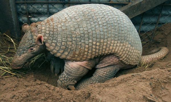 10 dyr som er i fare for å bli utryddet i Venezuela - 1. Giant armadillo 
