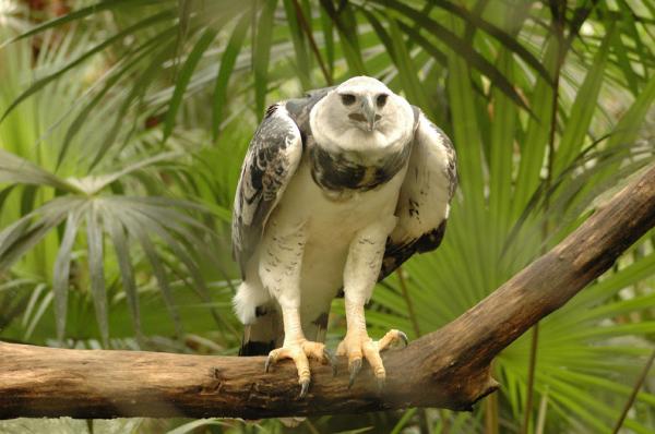 10 dyr i fare for utryddelse i Venezuela - 7. Harpy Eagle