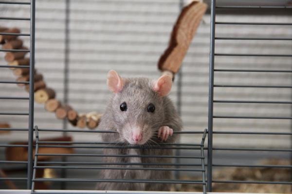 Rotten som kjæledyr - Hva trenger en rotte i hjemmet vårt?