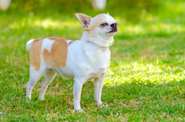13 små hunderaser som ikke vokser mye - 6. Chihuahua
