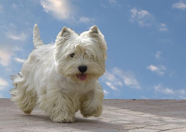 13 små hunderaser som ikke vokser veldig høye - 2. West highland white terrier