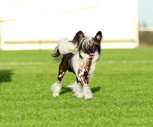 13 Små hunderaser som ikke vokser seg store - 4. Chinese Crested Dog