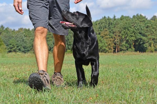 Hvorfor tisser hunden min der han spiser?  - Frykt, stressfobi og usikkerhet 