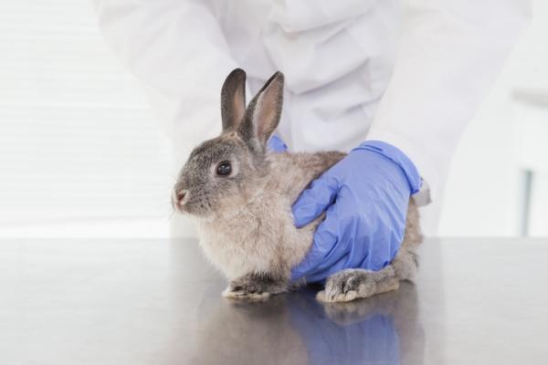 Forstoppelse hos kaniner - Symptomer og behandling - Hvordan kurere forstoppelse hos kaniner: behandling