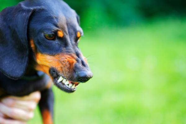 De vanligste dachshundssykdommene - Hypotyreose