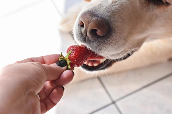 Kan hunder spise jordbær?  - Hvordan gi jordbær til en hund?