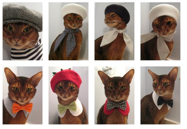 Hjemmelagde kostymer for katter - Katt med sløyfe eller lommetørkle