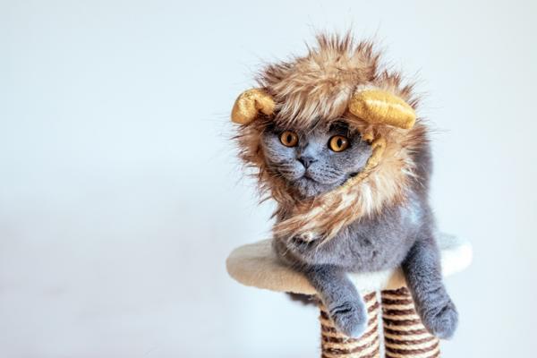 Hjemmelagde kostymer for katter - Løvekostyme for katter