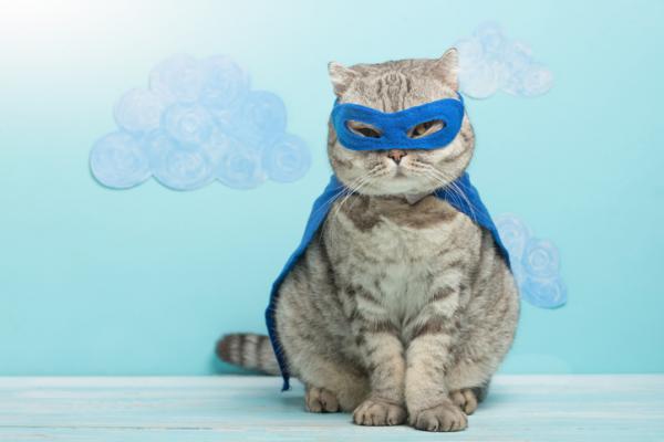 Hjemmelagde kostymer til katter - Superkattdrakt
