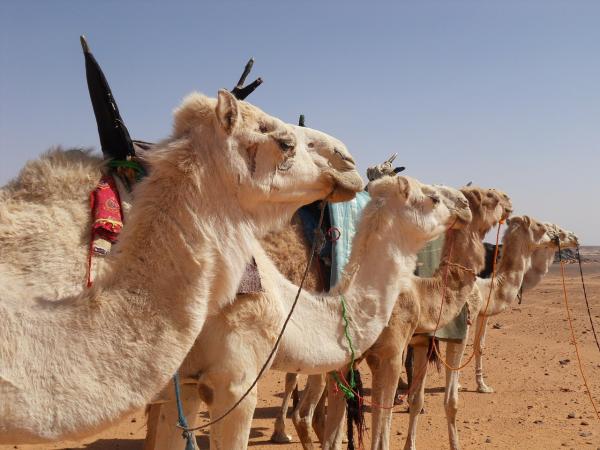 Forskjeller mellom en kamel og en dromedar - Kamelen er roligere enn dromedaren.