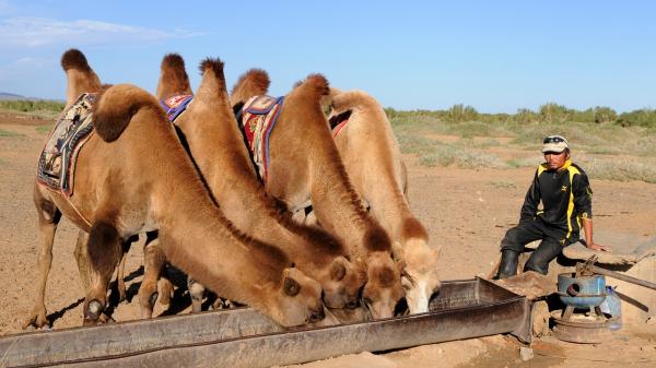 Forskjeller mellom en kamel og en dromedar - Hvor mange pukkler har en dromedar? 