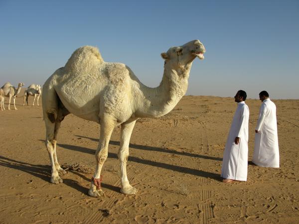 Forskjeller mellom en kamel og en dromedar - Kamel og dromedar har forskjellige strøk.