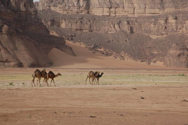 Forskjeller mellom en kamel og en dromedar - Kameler er mindre enn dromedarer.
