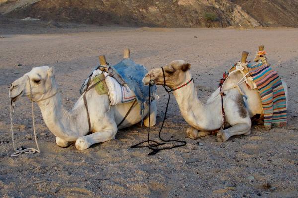 Forskjeller mellom en kamel og en dromedar - Nok en nysgjerrighet om pukkler