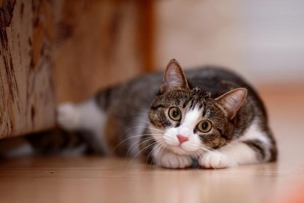 Ascites hos katter - Årsaker og behandling - Hva er Ascites