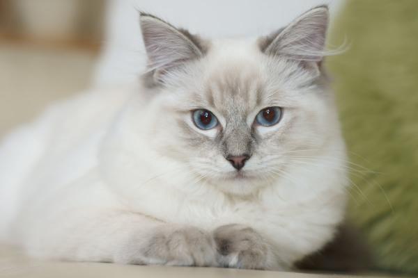 Ascites hos katter - Årsaker og behandling - Diagnose av abdominal effusjon hos katter