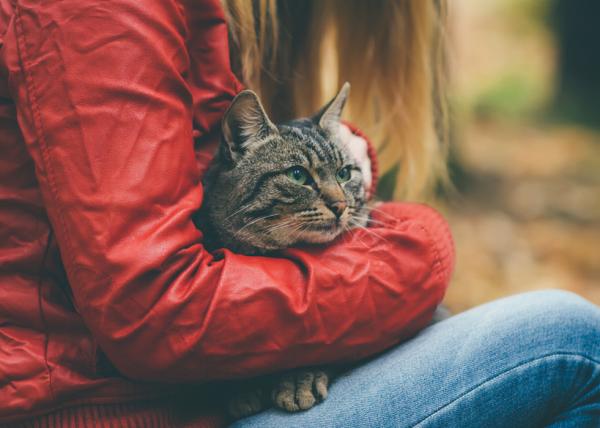 Ascites hos katter - Årsaker og behandling - Forebygging av abdominal effusjon hos katter