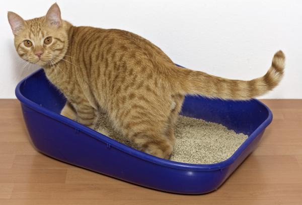 Forstoppelse hos katter - Symptomer og hjemmemedisiner - Symptomer på forstoppelse i feliner