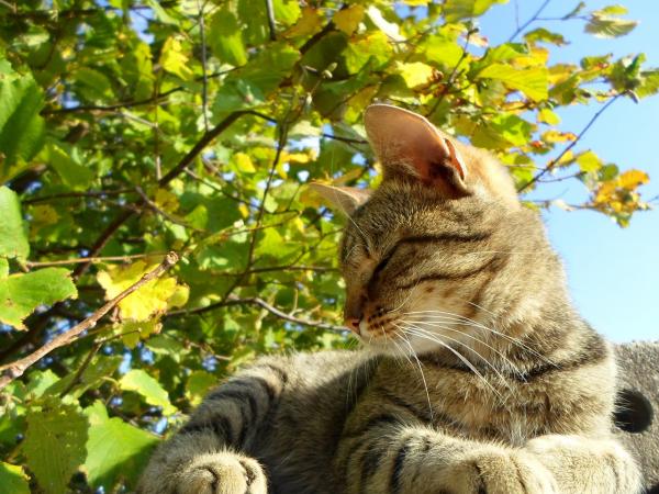 Forstoppelse hos katter - symptomer og hjemmemedisiner - mulige årsaker til forstoppelse
