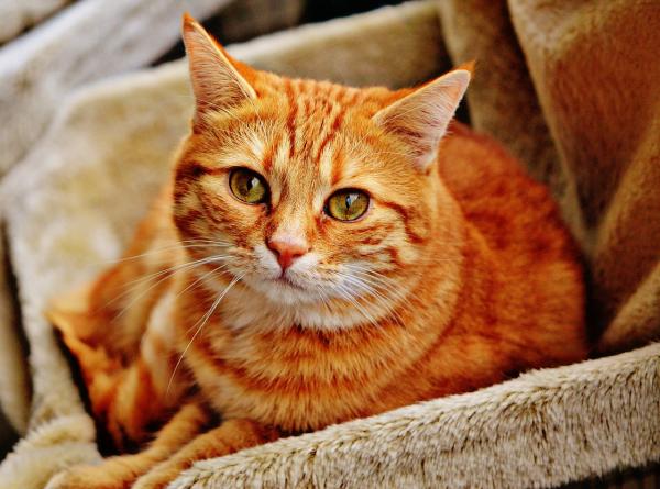 Forstoppelse hos katter - Symptomer og hjemmemedisiner - Forstoppelse hos katter