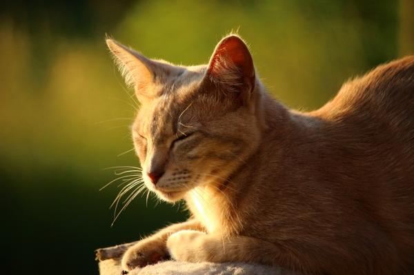 Forstoppelse hos katter - Symptomer og hjemmemedisiner - Forhindre forstoppelse hos katter