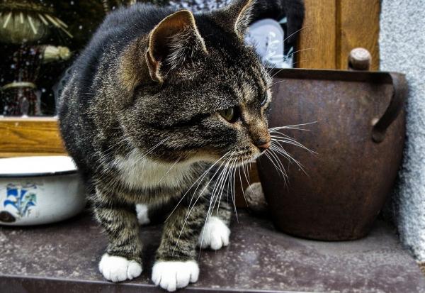 Forstoppelse hos katter - Symptomer og hjemmemedisiner - Hjemmemedisiner for forstoppelse hos katter