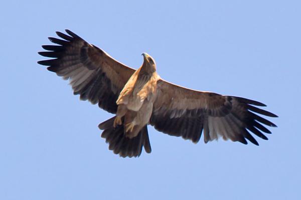 Faunaen på Den iberiske halvøy - 3. Iberian Imperial Eagle 