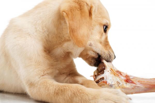 Kan hunder spise kokte bein?  - Hva er de beste beinene for hunder?