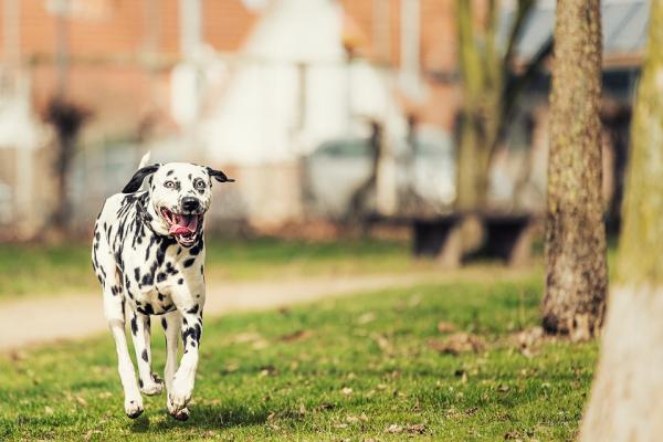 Dalmatiske hundenavn - Andre søte navn for hunde og hunnhunder