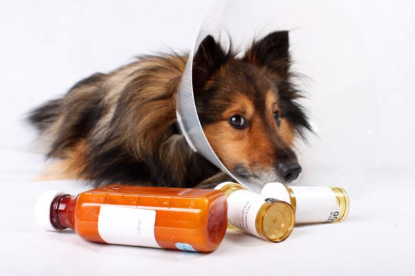 Ataksi hos hunder - årsaker og behandling - Ataksi hos hunder som en bivirkning