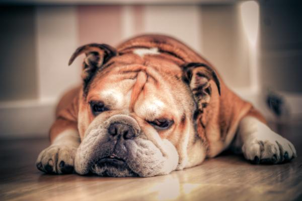 De vanligste sykdommene i engelsk bulldog - Hofte- og albodysplasi