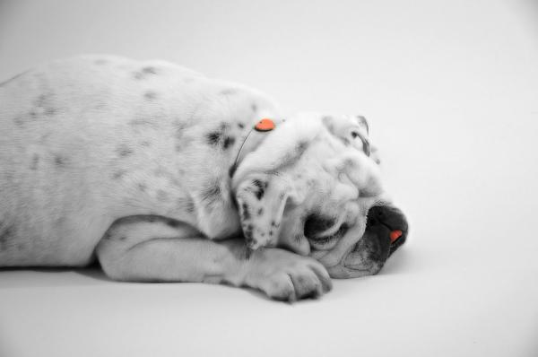 Mest vanlige sykdommer hos engelsk bulldog - Hudproblemer