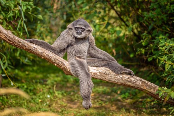 Truede dyr i Asia - Silver Gibbon (Hylobates moloch)