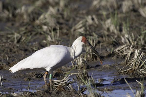 Dyr i fare for utryddelse i Asia - Nippon ibis eller crested ibis (Nipponia nippon)